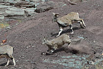 Ladack Bharal, (Pseudois nayaur) male and female running and kicking up dust, Hemis NP, at altitude of 4300m, Ladakh, India