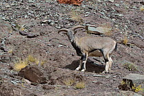 Ladack Bharal, (Pseudois nayaur) male Hemis NP, at altitude of 4300m, Ladakh, India