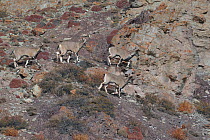 Ladack Bharal (Pseudois nayaur) herd of males, Hemis NP, at altitude of 4700m, Ladakh, India