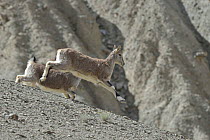 Ladack Bharal (Pseudois nayaur) two females, one jumping, Hemis NP, at altitude of 4300m, Ladakh, India