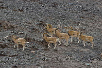 Ladakh Urial (Ovis orientalis vignei) herd of males,  Hemis Shugpachan, at altitude of 3500m, Ladakh, India. Vulnerable species
