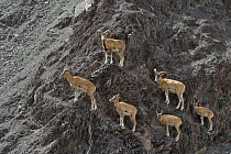 Ladakh Urial (Ovis orientalis vignei) mixed herd on steep slope, Hemis Shugpachan, at altitude of 3500m, Ladakh, India. Vulnerable species
