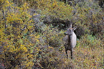 Altai Wapiti / Maral deer (Cervus canadensis sibirica) female searching for food in the evening, at altitude of 2800m, Naryn NP, Kirghizstan, September