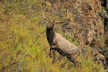 Altai Wapiti / Maral deer (Cervus canadensis sibirica) male searching for female during breeding season, at altitude of 2800m, Naryn NP, Kirghizstan, September,