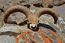Bharal (Pseudois nayaur) horns of a big male aged 13 years, Hemis NP, at altitude of 4600m, Ladakh, India