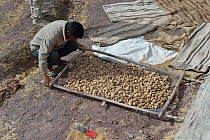 Man collecting potatoes, Shang Village, Hemis NP, at altitude of 4050m, Ladakh, India, October 2012