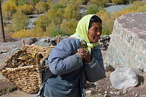 Woman collecting Yak droppings for fire, Shang Village, Hemis NP, at altitude of 4050m, Ladakh, India, October 2012