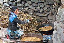 Woman roasting barley, Shang Village, Hemis NP, at altitude of 4050m, Ladakh, India, October 2012