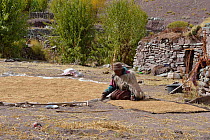 Old woman collecting Barley seeds, Shang Village, Hemis NP, at altitude of 4050m, Ladakh, India, October 2012