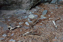 Female Bharal, (Pseudois nayaur) killed by Snow Leopard (Panthera uncia) Hemis NP, at altitude of 4200m, Ladakh, India