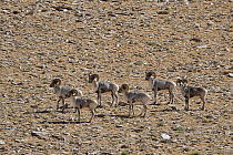 Tibetan Argali (Ovis ammon hodgsoni) herd of males, ChangThang, Tso Kar Area, at alitude of 4750m, Ladakh, India