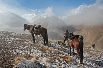 Pack donkeys and guides in Tien Shan Argali  (Ovis ammon karelini) Tien Shan. Altitude 4000m. Kirghizstan, September 2011