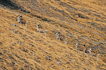 Tien Shan Argali  (Ovis karelini) herd of males, Tien Shan at an altitude of 4000m. Kirghizstan, September.