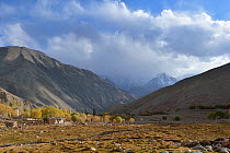 Urial (Ovis orientalis vignei) habitat, Shugpachan Village, at an altitude of 3700m, Ladakh, India, October 2012 Vulnerable species