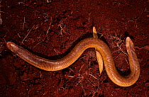 Red worm lizard (Amphisbaena alba) French Guiana