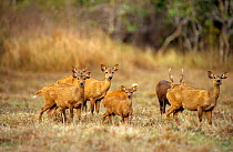 Calamian Deer (Axis calamaniensis) females and young with male in the background, Calauit island, Province of Palawan, Philipines. Endemic and endangered.
