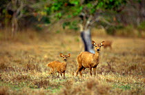 Calamian Deer (Axis calamaniensis) female and young, Calauit island, Province of Palawan, Philipines. Endemic and endangered.