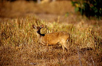 Calamian Deer (Axis calamaniensis) Calauit island, Province of Palawan, Philipines. Endemic and endangered.