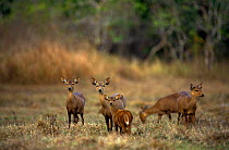 Calamian Deer (Axis calamaniensis) herd, Calauit island, Province of Palawan, Philipines. Endemic and endangered.