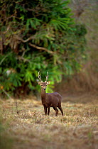 Calamian Deer (Axis calamaniensis) male, Calauit island, Province of Palawan, Philipines. Endemic and endangered.