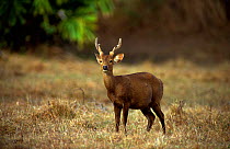 Calamian Deer (Axis calamaniensis) male, Calauit island, Province of Palawan, Philipines. Endemic and endangered.