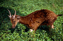 Visayan Spotted Deer (Rusa / Cervus alfredi). Silliman University Breeding Center, Negros Island. Philippines. Endangered.