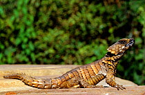 Armadillo Lizard (Cordylus cataphractus) captive from South Africa