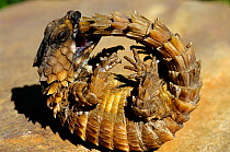 Armadillo Lizard (Cordylus cataphractus) biting its own tail while trying to roll into a defensive ball, captive, from South Africa