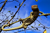 Solomon islands / large prehensile-tailed Skink (Corucia zebrata) climbing branch, Solomon islands
