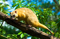 Common Cuscus (Phalanger orientalis) captive native to Timor to New Guinea. Captive.