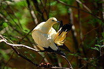 Pied Imperial-pigeon / Nutmeg pigeon (Ducula bicolor) preening, captive, From Nicobar Islands to North Australia.