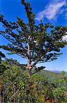 Mountain Kaori (Agathis ovata) endemic tree, New-Caledonia
