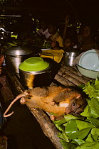 Eastern common Cuscus (Phalanger intercastellanus) dead placed on table with pots and pans, Fergusson's Island, Papua New Guinea