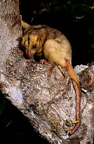 Eastern common cuscus (Phalanger intercastellanus) Fergusson island, Papua New Guinea.