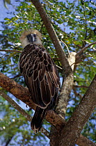 Philippines Eagle / Monkey-eating Eagle (Pithecophaga jefferyi) captive, Critically endangered.
