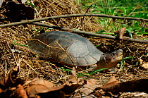 Philippine forest turtle or Leyte pond turtle. (Siebenrockiella leytensis) Palawan, Philippines. Endemic and critically endangered.