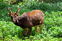 Visayan spotted deer (Cervus alfredi) male,~from Panay and Negros, Visyan, Philippines. Endemic and endangered.