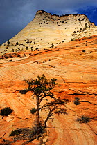 Eroded patterns in Navajo sandstone with Ponderosa pine (Pinus ponderosa) on mesa, Zion National Park, Utah, USA November 2012