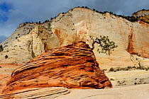 Ponderosa pine (Pinus ponderosa) on a sandstone tower, Zion National Park, Utah, USA November 2012