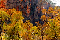 Patriarchs Summits with Cottonwood trees (Populus sp) Zion National Park, Utah, USA November 2012