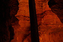 Pine tree growing up to the light between hoodoos, Bryce Canyon National Park, Utah, USA November 2012