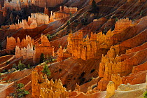 Sandstone formations called hoodoos, Bryce Canyon National Park, Utah, USA November 2012