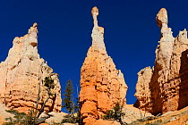 Hoodoos seen from the base, sandstone formations, Bryce Canyon National Park, Utah, USA November 2012