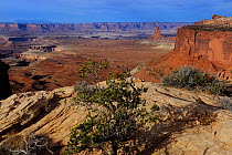 Green River Canyon from Green River overlook, Island in the Sky, Canyonlands National Park, Utah, USA December 2012