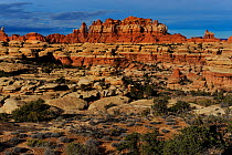The Needles, patterns formed by erosion in sandstone, Canyonlands National Park, Utah, USA December 2012