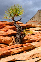 Young Ponderosa pine (Pinus ponderosa) growing in sandstone tower, Zion National Park, Utah, USA December 2012
