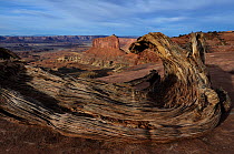 Dead tree and Green River Canyon, Island in the Sky. Canyonlands National Park, Utah, USA December 2012