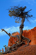 Bristlecone pine (Pinus aristata), Bryce Canyon National Park, Utah, USA December 2012