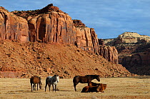 Indian creek with horses, Canyonlands National Park area, Utah, USA December 2012