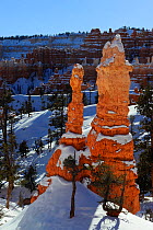 Hoodoos - sandstone formations, in snow, Bryce Canyon National Park during winter, Utah, USA December 2012